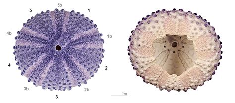 Sea Urchin Anatomy | Ask A Biologist