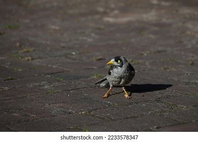 767 Noisy Miner Bird Images, Stock Photos & Vectors | Shutterstock