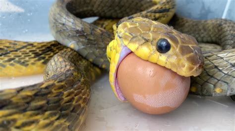 Snake Eats Whole Egg in One Go - YouTube