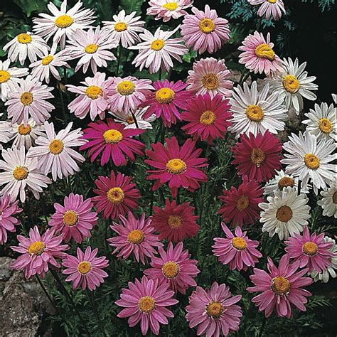 Pyrethrum 'T&M Superb Mixture' seeds | Thompson & Morgan