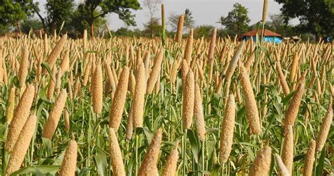 How to Grow Pearl Millet, Indigenous Grains of South Africa