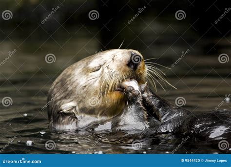 Sea Otter Eating A Crab Royalty-Free Stock Photo | CartoonDealer.com ...