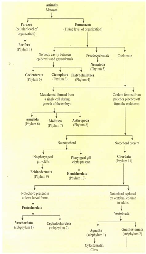 Classification of Animal Kingdom | Free Biology Notes - Rajus Biology