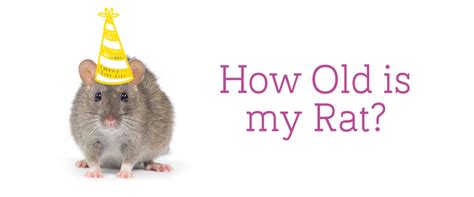 Is it possible to age a rat? | Rat Forum