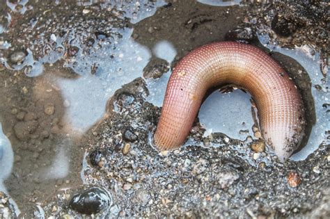 Meet the Penis Worm: These Widespread Yet Understudied Sea Creatures Deserve Your Love