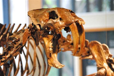 Tracing the Roots of Smilodon | Smilodon, Prehistoric creatures, Ancient discoveries