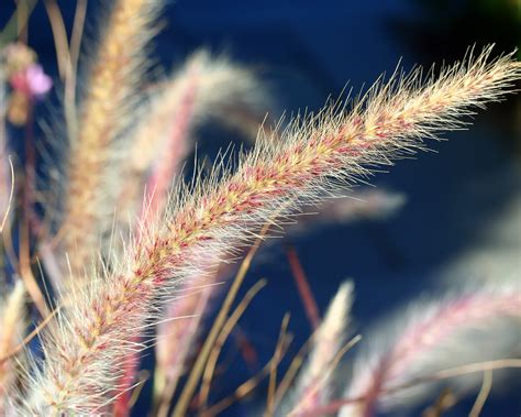 Grasses~Summer - New England Today