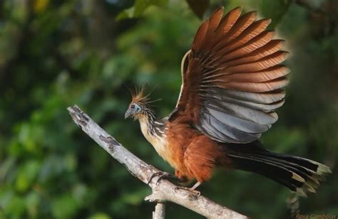 The Hoatzin, aka Stink bird - BirdsKeeper