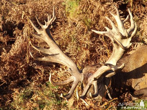 Stunning Red Stag | Hunting