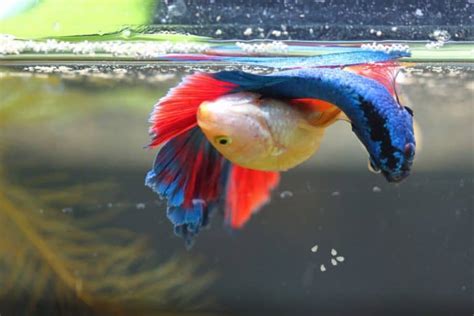 Why is my Betta fish not eating? (Top 5 Possible Reasons) – Fishkeeping Forever