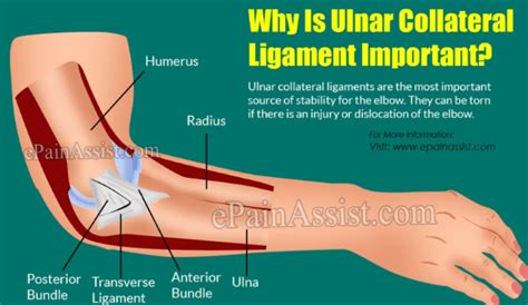 Ulnar Collateral Ligament (UCL): How it Has Changed the Game - Men's Senior Baseball league