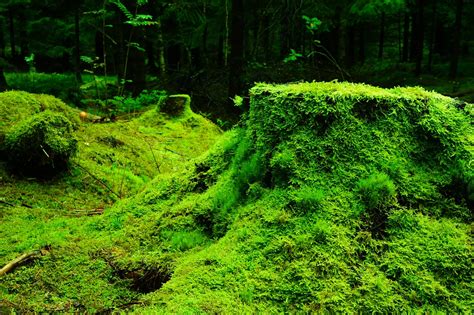 Mighty moss: how these ancient plants have survived for millenia – How ...