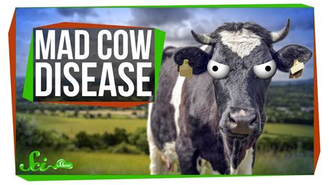 What Happened to Mad Cow Disease? - Closed Captions by CCTubes