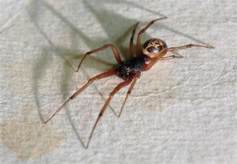 Study: Noble False Widow Spiders Share Toxins With True False Widows | SPINSouthWest