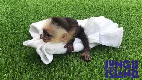 Jungle Island welcomes new baby capuchin monkey