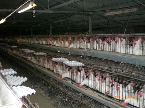 File:Industrial-Chicken-Coop.JPG - Wikipedia