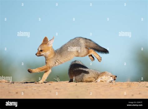 Cape Fox pups at play outside their den Stock Photo - Alamy