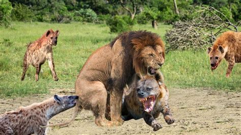 Why do hyenas hate lions so much - moments when lions are turned into prey by hyena - Lion Vs ...