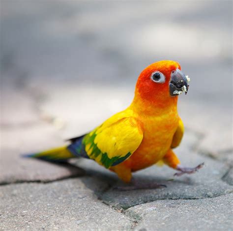 Sun Conure Parrot (Aratinga solstitialis). | Birds | Pinterest | Conure, Bird and Animal