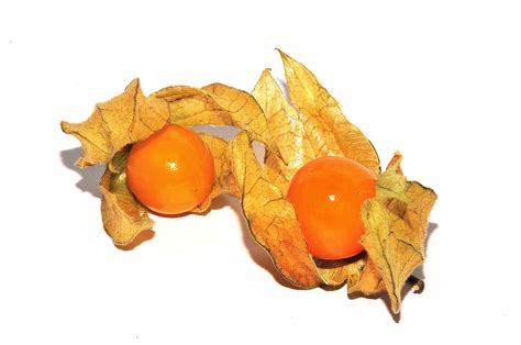 File:Physalis fruit.JPG - Wikimedia Commons