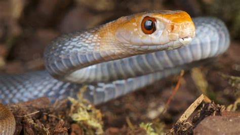 Australia's 10 most dangerous snakes