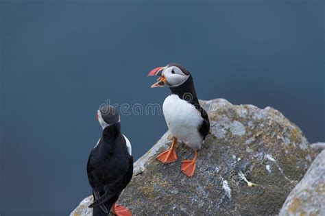 Puffin Couple with Mouth Open at Runde Stock Image - Image of atlantic, coast: 197490521