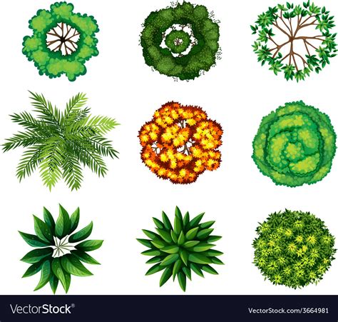 A group of plants Royalty Free Vector Image - VectorStock