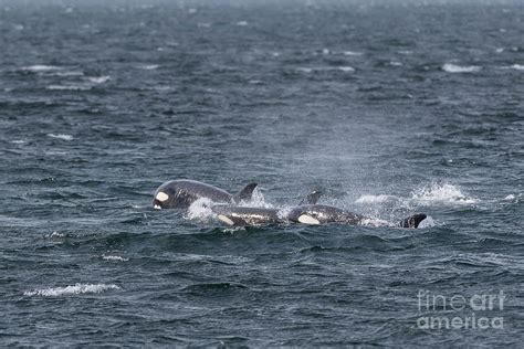 Orca Pod Hunting in Puget Sound Photograph by Nancy Gleason - Fine Art ...