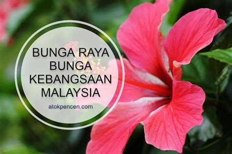 Bunga Raya Bunga Kebangsaan Malaysia