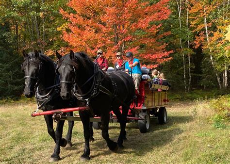 Wagon / Sleigh Rides | Back of Beyond Equine Centre