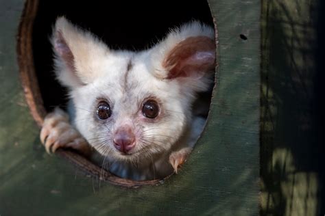 Greater glider - Australian Conservation Foundation