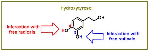 Foods | Free Full-Text | Hydroxytyrosol and Arginine as Antioxidant ...