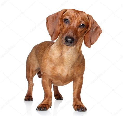 Brown dachshund Stock Photo by ©FotoJagodka 22594715