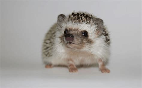 African Pygmy Hedgehog - Reptile Cymru