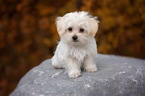 Teacup Maltese - Complete Breed Guide - Animal Corner