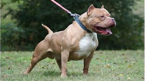 Five of the strongest dog breeds in the world | NewsBytes