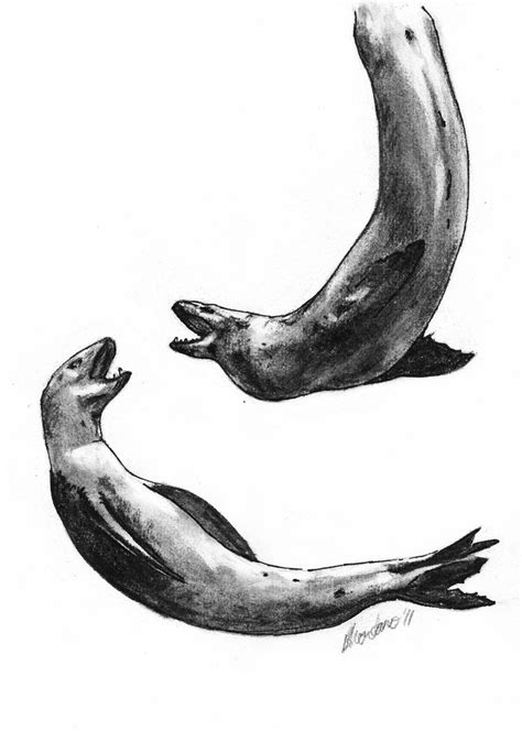 Leopard Seal Drawing at PaintingValley.com | Explore collection of Leopard Seal Drawing