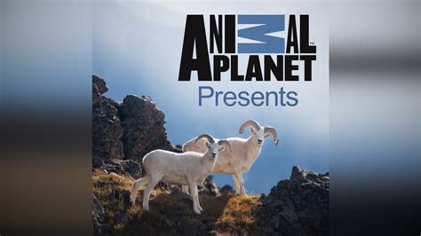 Animal Planet Presents | Apple TV