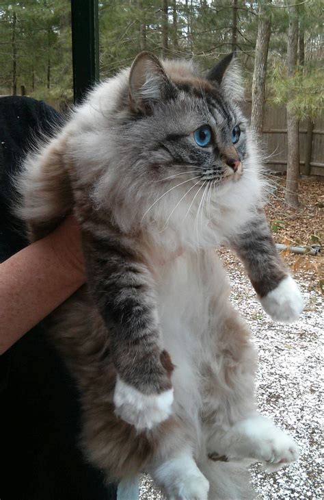 Ragdoll Norwegian Forest Cat Mix - MIXERXA