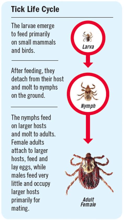 Fleas and Ticks | The Bark