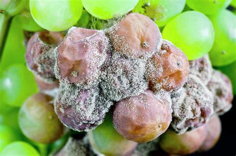 Grapes Infected With Botrytis Cinerea Photograph by Dr Jeremy Burgess/science Photo Library ...