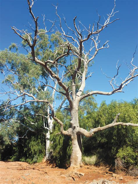 Australia-outback - CrosslightCrosslight