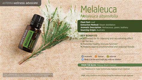 Melaleuca Essential Oil (Tea Tree) - Uses & Benefits