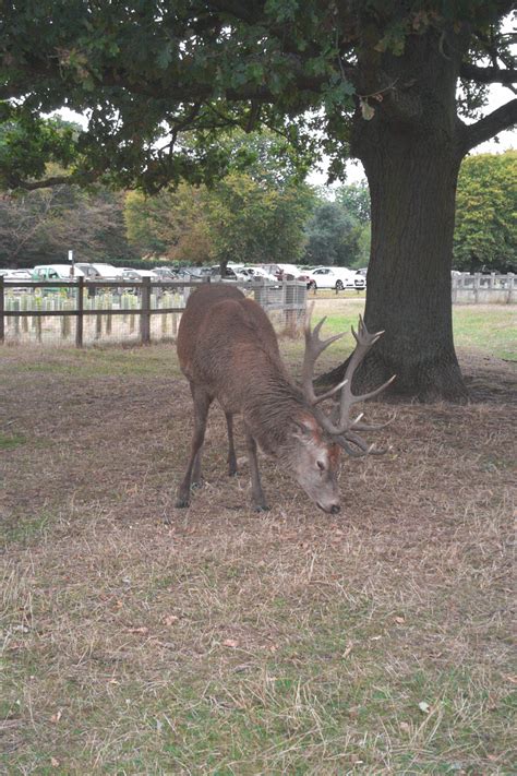 Photographs — Richmond Park — Deer — 24 September 2016 — 6 — wasaweb.net