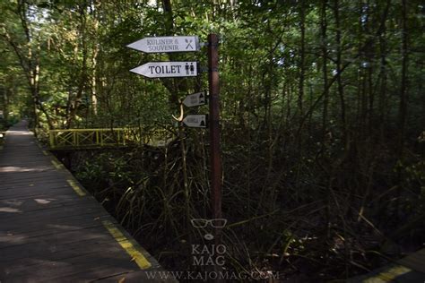 Saying hello to the proboscis monkey in Tarakan's Bekantan and Mangrove ...