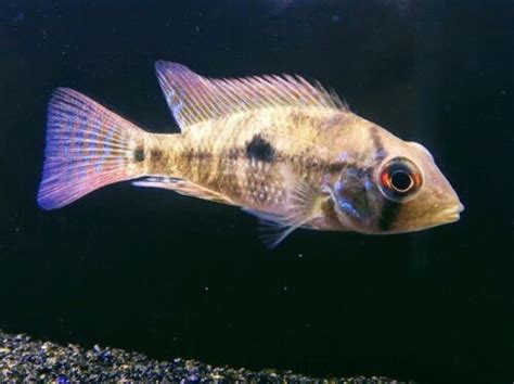 Geophagus braziliensis "Pearl Cichlid" | Cichlids, Tropical fish, Live aquarium fish