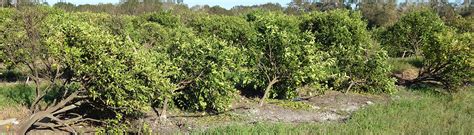 hurricane resources - UF/IFAS Citrus Research - University of Florida ...