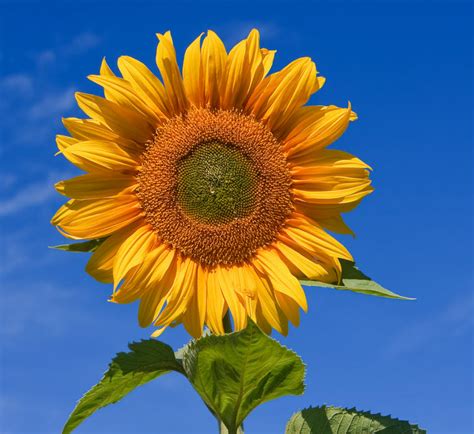 Sunflower Seeds Facts, Nutrition, Health Benefits & Seed Analysis