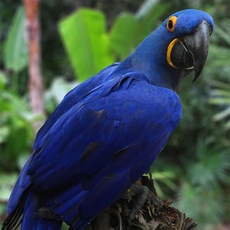 Hyacinth Macaw | The Animal Spot