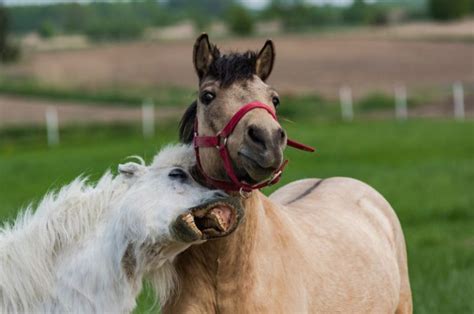 Top 100+ Funny Horse Names (Picked By An Equestrian)